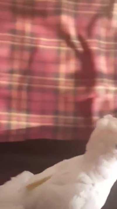 Didn't know birds got this attached to their humans.