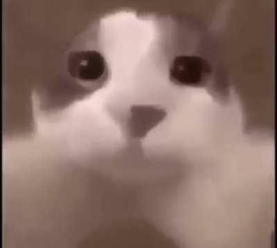 POV you're part of the balance team patch 2.11.0