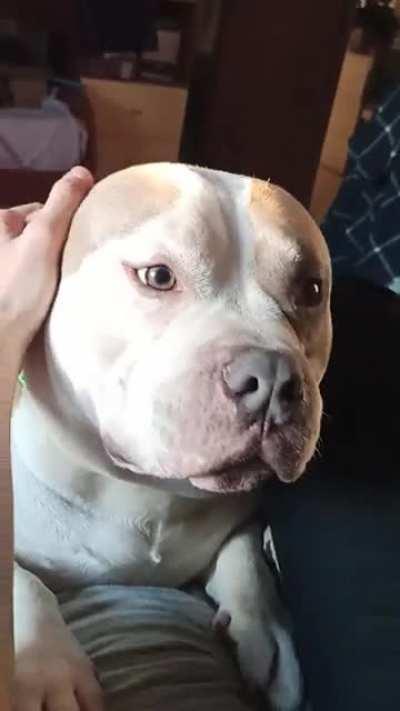 I'll like to introduce you to my pet seal