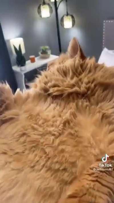 Chonker from TikTok
