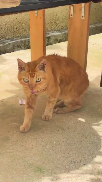 Happy greetings from orange cat pt.2 (I love him so much)