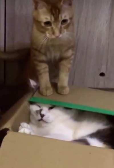 Hitcat Takes Out Brother Before Burying Him Alive