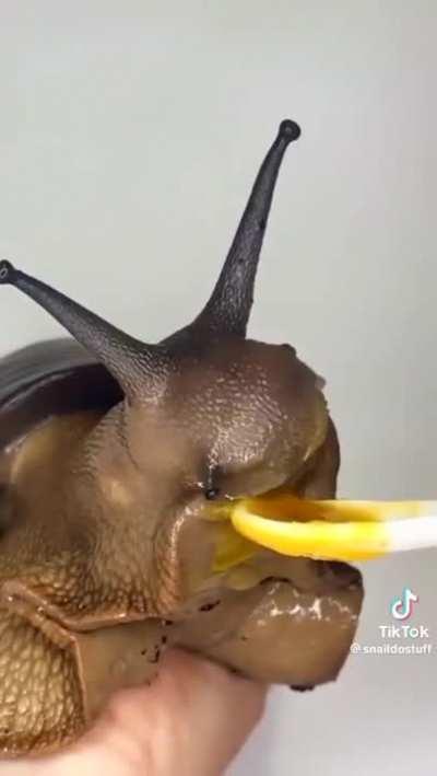 Feeding a pet Snail