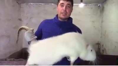 The Rat 🐀 subs are evolving MonkaGIGA