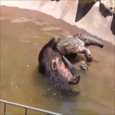 anteater edit {very swag}