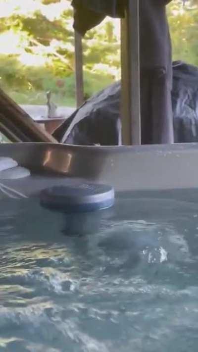 The chance of being annihilated by a frog while in a hot tub is low, but never zero