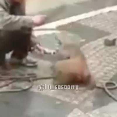 Puh realmente es un Héroe