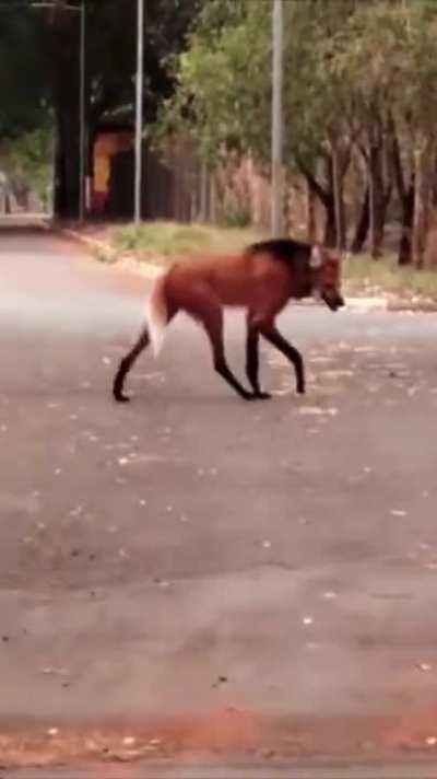 A fox or wolf? the only species in the genus Chrysocyon.