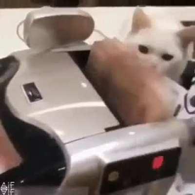 Gato da Receita Federal