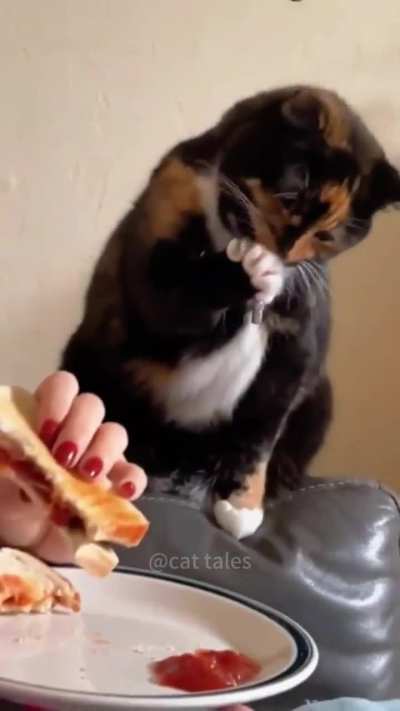 Cat caught doing something bad