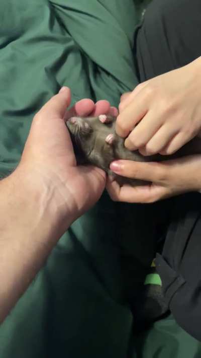 On whatever scale, how much do you think Fudge hates this?