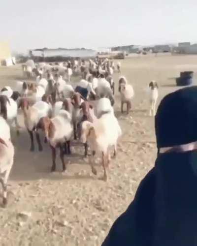 Беееееквокал