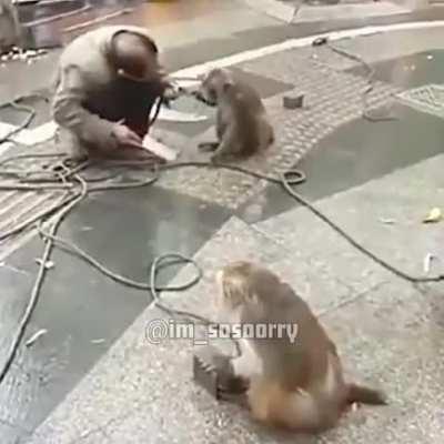 Monkey see. Monkey do. Credit to OP U/sitb28