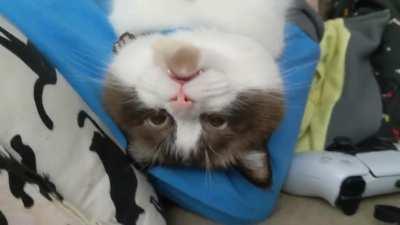 I can't even with his little face and teefies