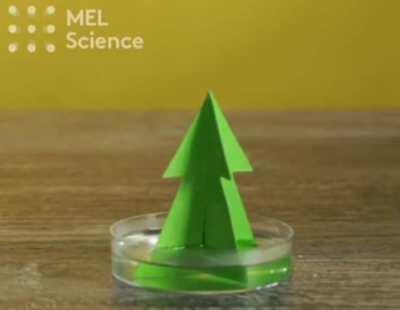 Black magic Christmas tree