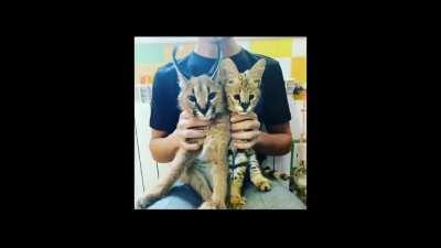 I just post here to download it with u/savethisvideo