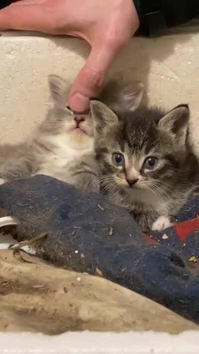 Illegally smol head rub