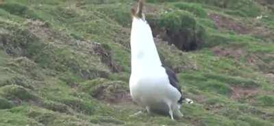 Alguien: Las gaviotas son bonitas Las gaviotas: