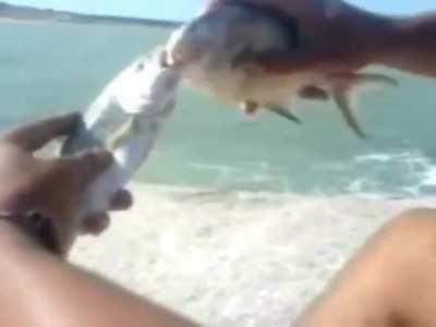 I’ll see your killer fish and raise you a… whatever this is