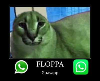 Floppa Guassap