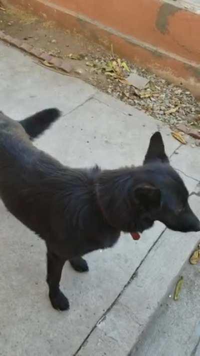 She is Omaha a Calupoh (Mexican Wolfdog)