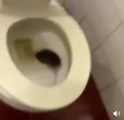 gay rat spelled backwards is gay rat trust me