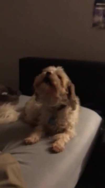 My dog likes to sing...