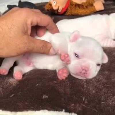 I'm in love with this Jelly Bean