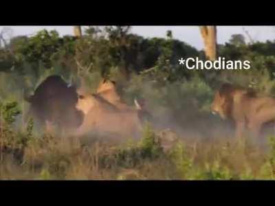 Pelte raho bhratas!!! (Pure OC)