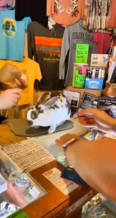 Rabbit Working Hard At The Shop