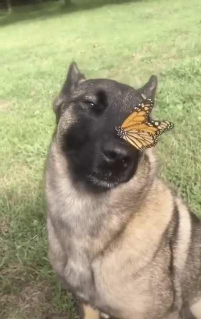 This butterfly resting on goodest boy's snout