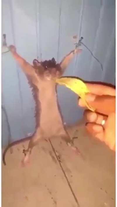 Chicago really got more rats than New York crazy 