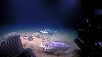 Wreckfish eats small shark