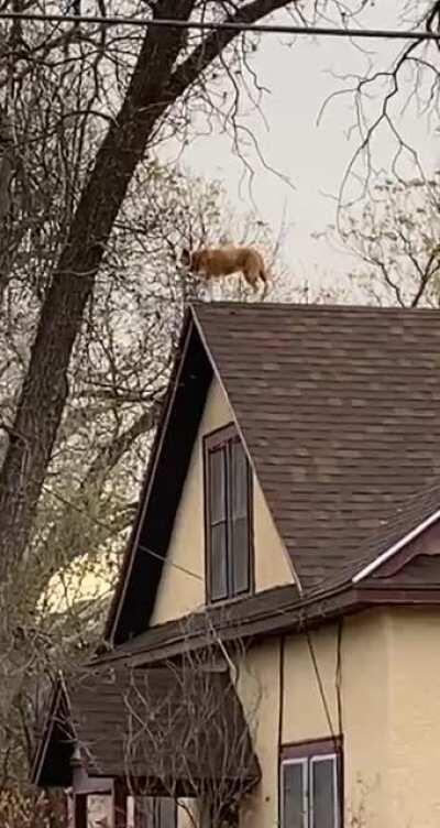 Had the nerve to bark at me like I was the weirdo