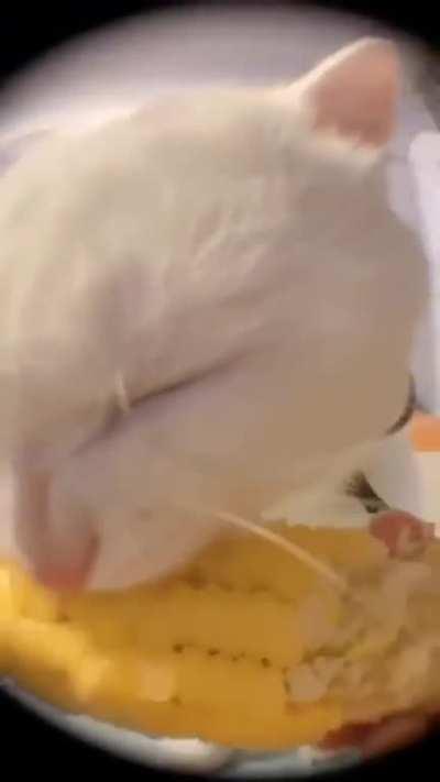 Corn cat