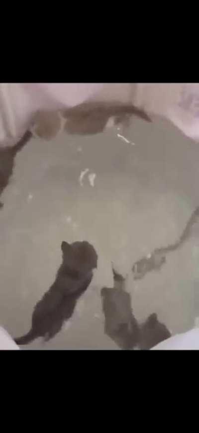 cat of the day 112 (water fight edition)