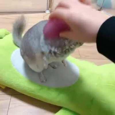 Enjoying some quality brushing time!