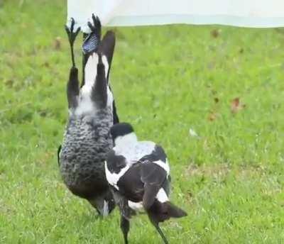 Лёгкий флёр ебанутости