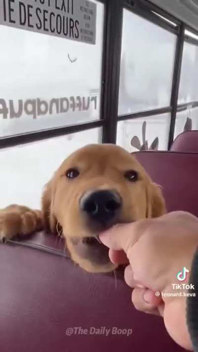 The best job in the world