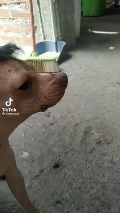 Cachorro peaky blinder