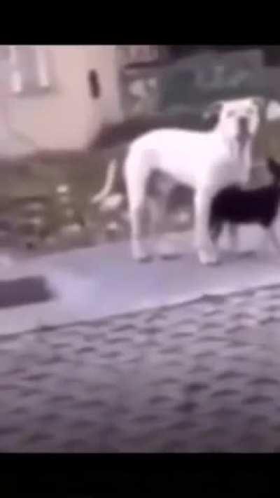 The bro did a good deed