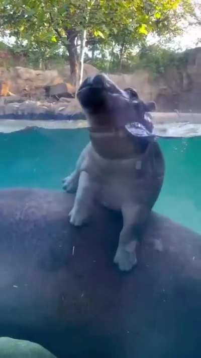 That baby hippo is so cute playing with the water