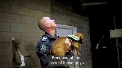 April Fools Down Under