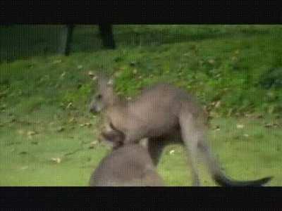 Two kangaroos fighting, one tries to strangle the other