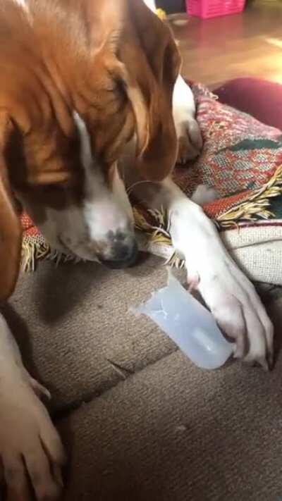 Dog playing the flute