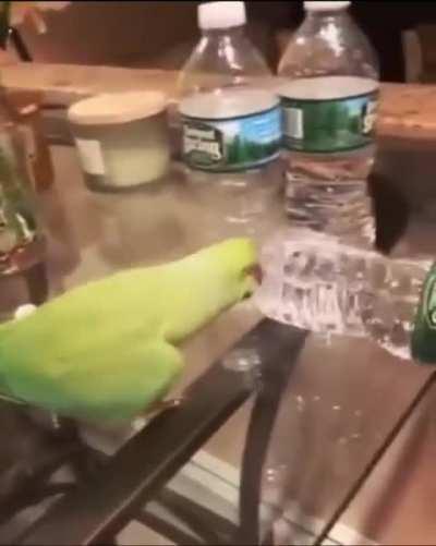 It's so cute when it jumps for joy😂