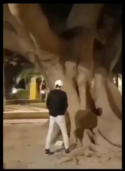 Wrong tree (praise spez)