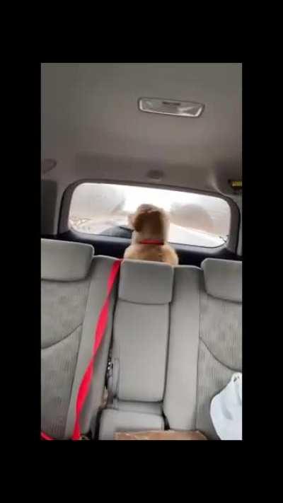 Toby discovered the windshield wiper today 😂 (wife got this video while I drove us to the dog park)