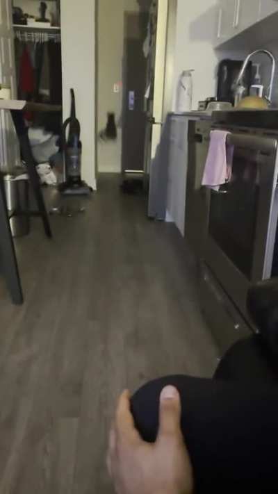 Cat turns on the lights