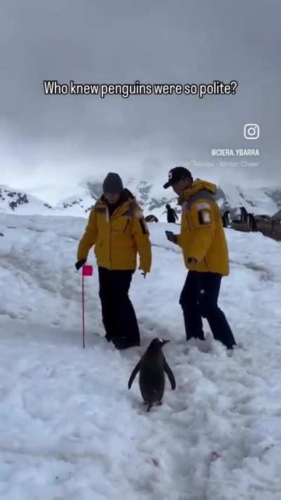 Well-Mannered Penguin